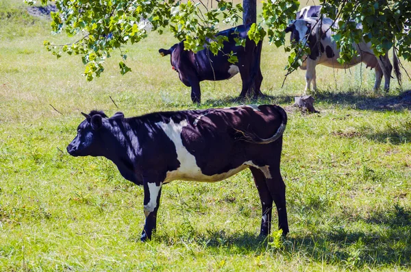 Sapi di padang rumput — Stok Foto