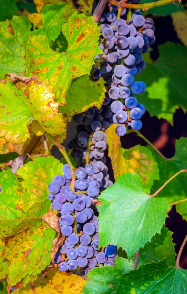 Bunches Blue Grapes Vine — Stock Photo, Image