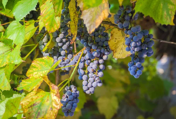 Bunches Blue Grapes Vine — Stock Photo, Image