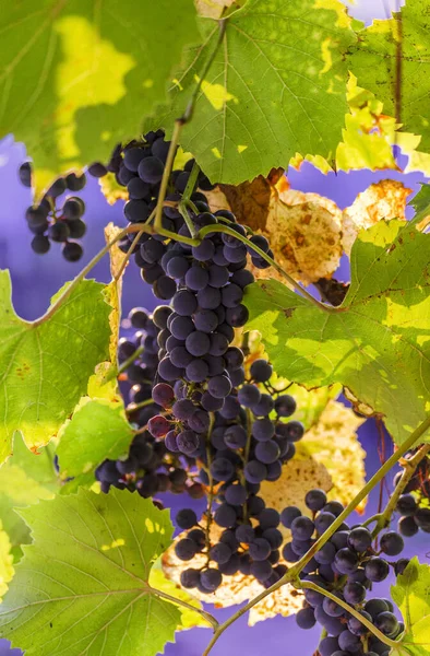 Горсть Голубого Винограда Лозе — стоковое фото