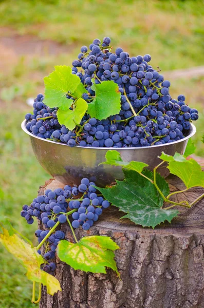 Uvas Azules Recipiente Después Cosecha — Foto de Stock