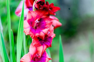 Bahçede çiçek açan gladyatörler.