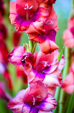 Bahçede çiçek açan gladyatörler.