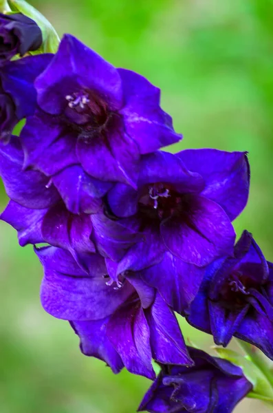 Gladioli Close Blooming Garden — Stock Photo, Image