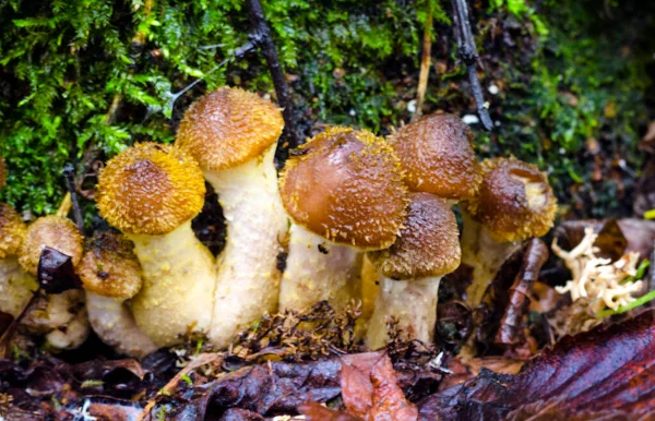 Herfst Eetbaar Boschampignons Honing Champignons Armillaria Mellea Het Bos — Stockfoto