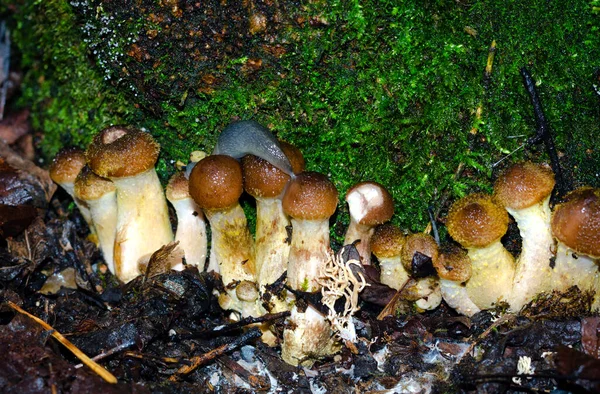 Outono Comestível Cogumelos Floresta Cogumelos Mel Armillaria Mellea Floresta — Fotografia de Stock