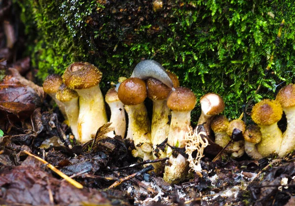 Autumn Edible Forest Mushrooms Honey Mushrooms Armillaria Mellea Forest — Stock Photo, Image