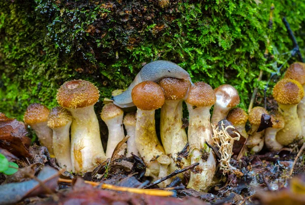 Herfst Eetbaar Boschampignons Honing Champignons Armillaria Mellea Het Bos — Stockfoto