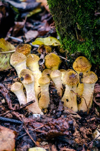 Outono Comestível Cogumelos Floresta Cogumelos Mel Armillaria Mellea Floresta — Fotografia de Stock