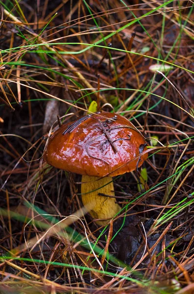 Herbst Essbarer Schwarzer Ölpilz Wald — Stockfoto