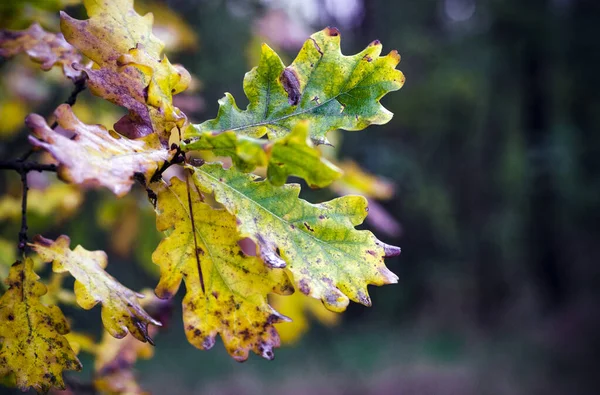 Feuilles Sur Les Branches Chêne Dans Forêt Automne Après Pluie — Photo