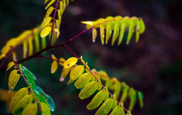 Acacia Gren Med Regndroppar Löv Hösten — Stockfoto