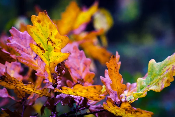 Feuilles Sur Les Branches Chêne Dans Forêt Automne Après Pluie — Photo