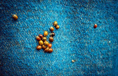 Koksinellidae kümesi ya da mavi arka planda uğur böcekleri