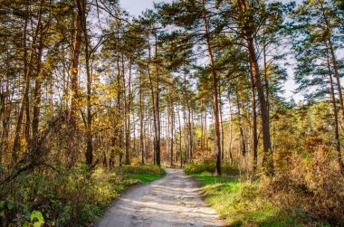 Sonbaharda çam ormanlarında toprak yol