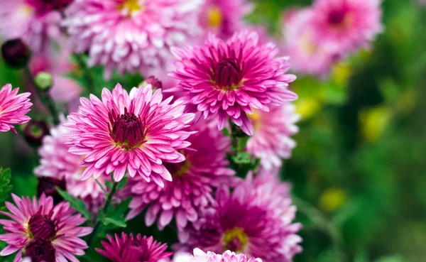 Pembe Krizhemyumlar Sonbaharda Bahçede Açar — Stok fotoğraf