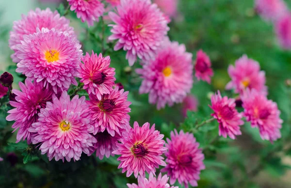 Rosa Krysantemum Blommar Trädgården Hösten — Stockfoto