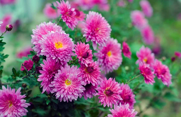 Roze Chrysonhemums Bloeien Tuin Herfst — Stockfoto