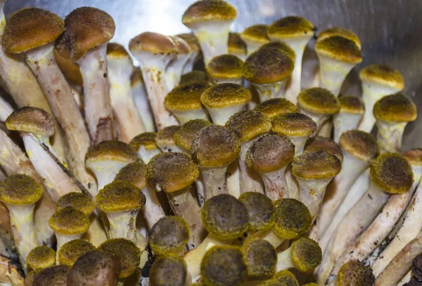 Harvested fresh edible forest mushrooms close up — Stock Image Harvested Fresh Edible Forest Mushrooms Close Royalty Free Stock Images