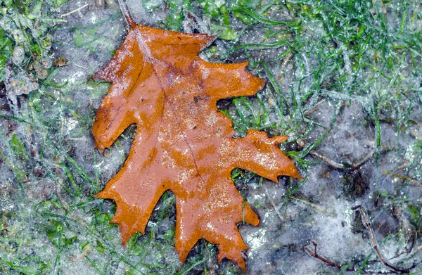 冰冷的秋天 冰封在草地上的橡木叶 — 图库照片
