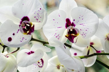 Pencerede beyaz-mor falanopsis orkide çiçekleri var.