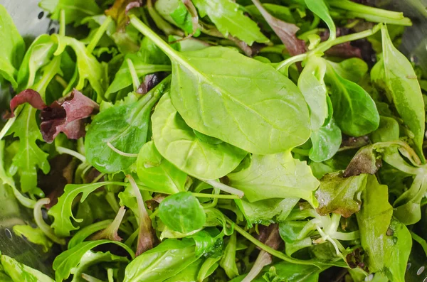 Daun Segar Dari Berbagai Jenis Salad Dalam Colander — Stok Foto