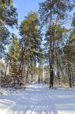 Karlı kozalaklı ormanda kışın yol