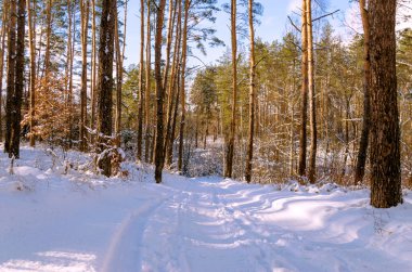 Karlı kozalaklı ormanda kışın yol