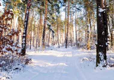Karlı kozalaklı ormanda kışın yol