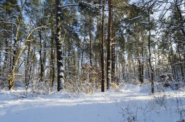 Karlı kozalaklı ormanda kışın yol