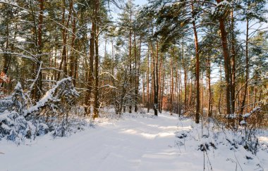 Karlı kozalaklı ormanda kışın yol