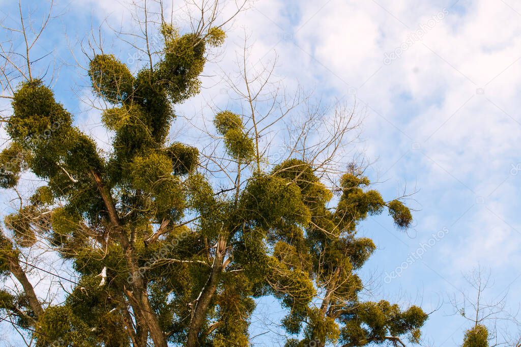 Trees infected with Mistletoe white parasitic for a long time