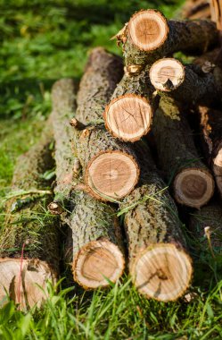 Ahşap kütükler, çimlerde ağaç gövdeleri, kereste.