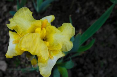 Bahçede büyük bir göz, yazın..