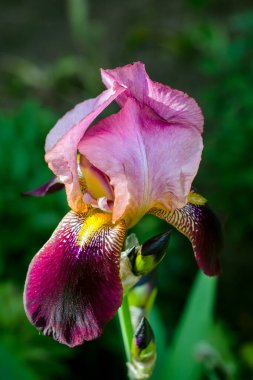 Bahçede büyük bir göz, yazın..