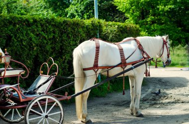 Beyaz at ve at arabası parkta.