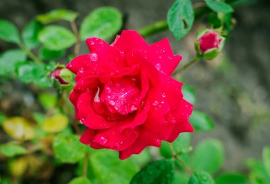 Bahçedeki çiğ damlalarında kırmızı gül