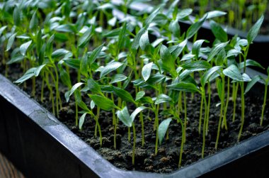 Kapalı bir kapta bahar biber ekimi.