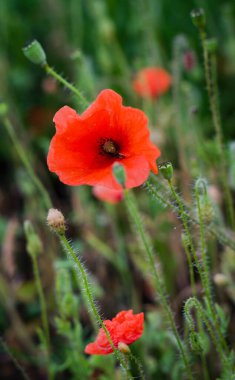 Bulutlu bir günde tarla gelincikleri yağmurdan sonra kapanıyor