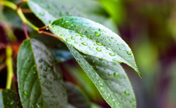 Dešťové Kapky Zelené Listy Třešně Zavřít — Stock fotografie