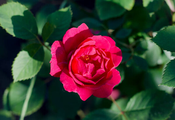 Красная роза в каплях росы в саду