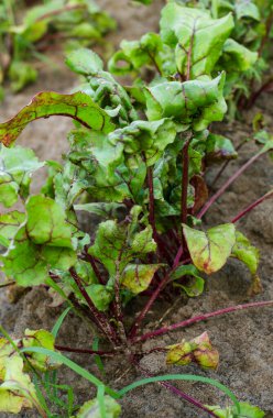 Baharda bahçe yatağında filizlenmiş pancar tohumları.