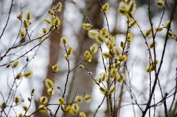 Die Muschi Weide Blüte Weiche Frühlingsklumpen Blühen Einem Jungen Weidenbusch — Stockfoto