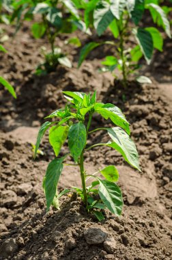 Tarım alanındaki açık arazide taze biber tohumları.