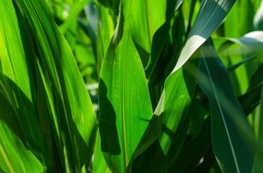 Telaffuz edilen, birbirine zıt yaprak dokusuna sahip yakın mısır bitkisi.