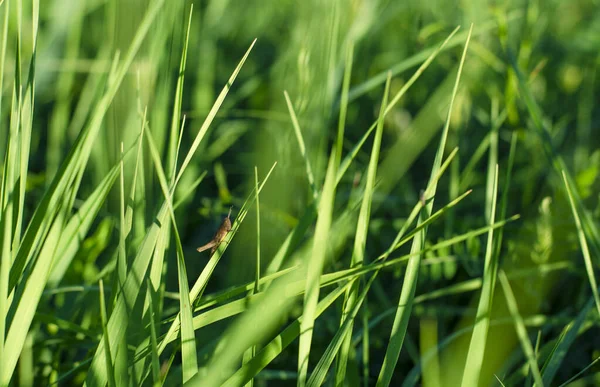 Grön Vår Ung Gräs Närbild Med Insekter Naturlig Textureffekt — Stockfoto
