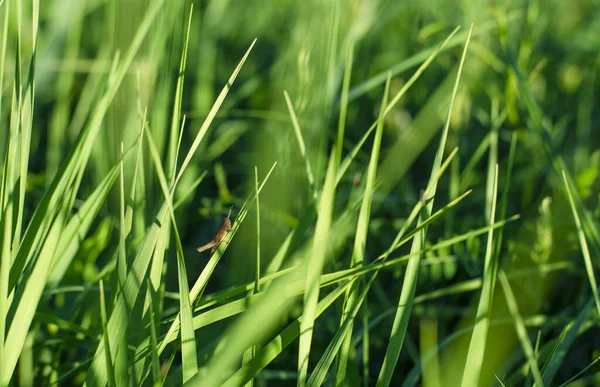 Verde Primavera Grama Jovem Close Com Insetos Efeito Textura Natural — Fotografia de Stock