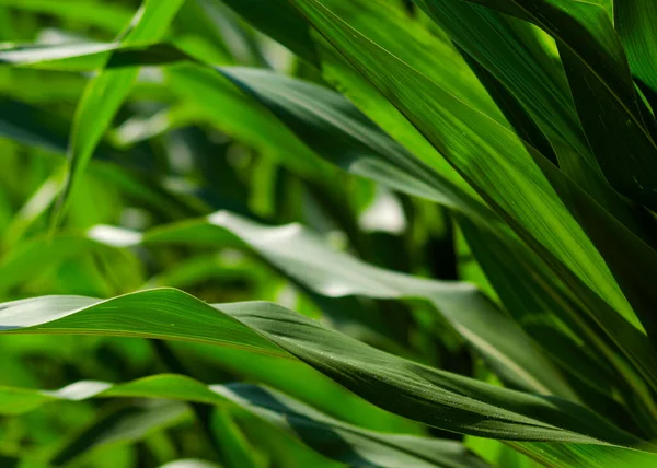葉の質感がはっきりとした対照的なトウモロコシ工場 — ストック写真