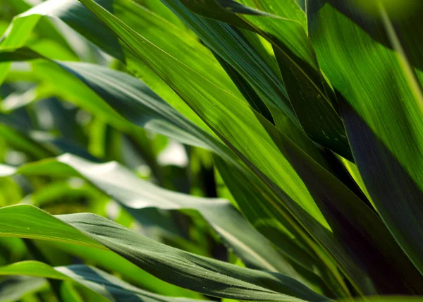 葉の質感がはっきりとした対照的なトウモロコシ工場 — ストック写真