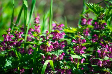 Çiçek açma döneminde sağır ısırgan otu. Şifalı bitki, morumsu çiçekli bitki.